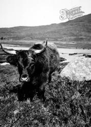 Skye, Highland Cow c.1935, Isle Of Skye