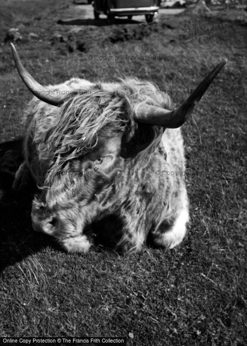 Photo of Skye, Highland Cow c.1955