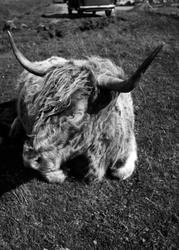Skye, Highland Cow c.1955, Isle Of Skye