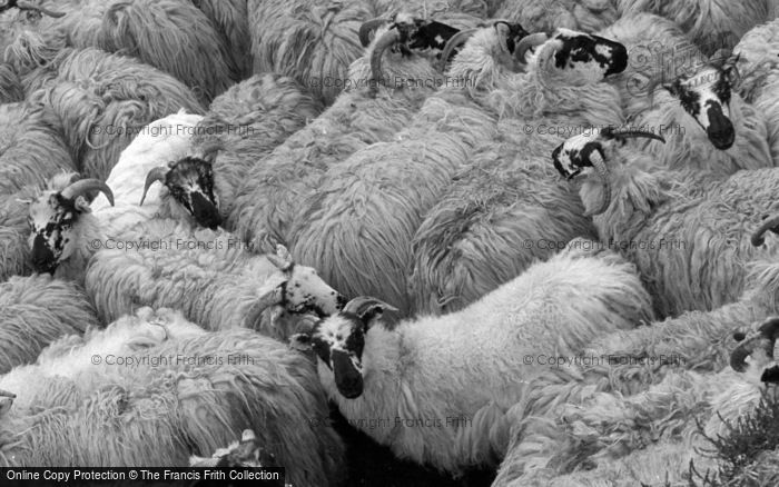 Photo of Skye, Sheep 1961