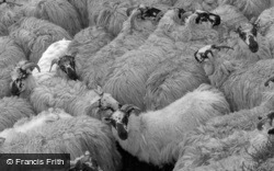 Skye, Sheep 1961, Isle Of Skye