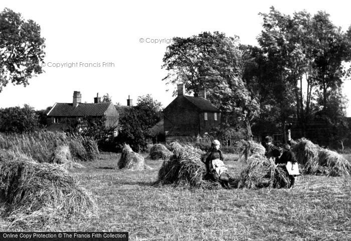 Photo of South Walsham, Broad, Harvest Scene 1902