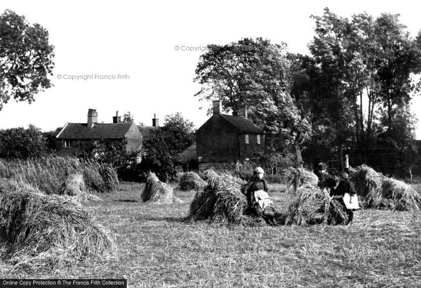 South Walsham, Broad, Harvest Scene 1902
