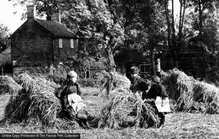 Photo of South Walsham, Children In A Corn Field 1902