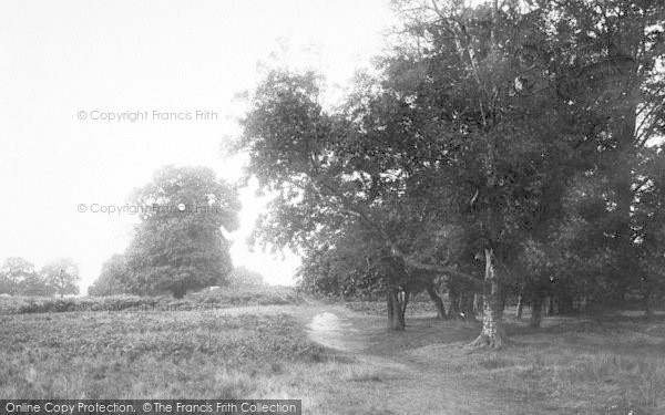 Photo of South Weald, Weald Park 1904