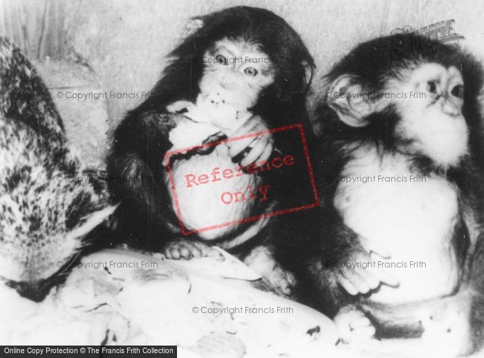 Photo of Southam, Zoo, Baby Chimps c.1960