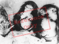 Zoo, Baby Chimps c.1960, Southam