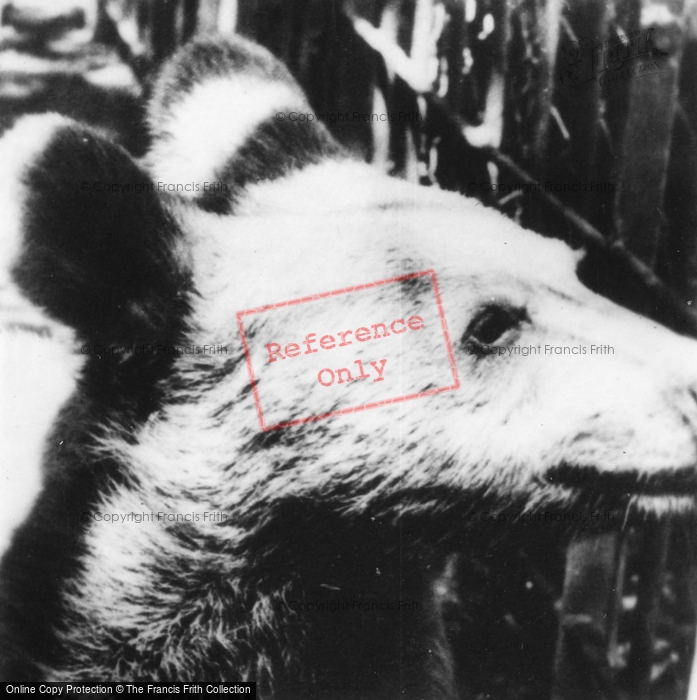 Photo of Southam, Zoo, Bear c.1960