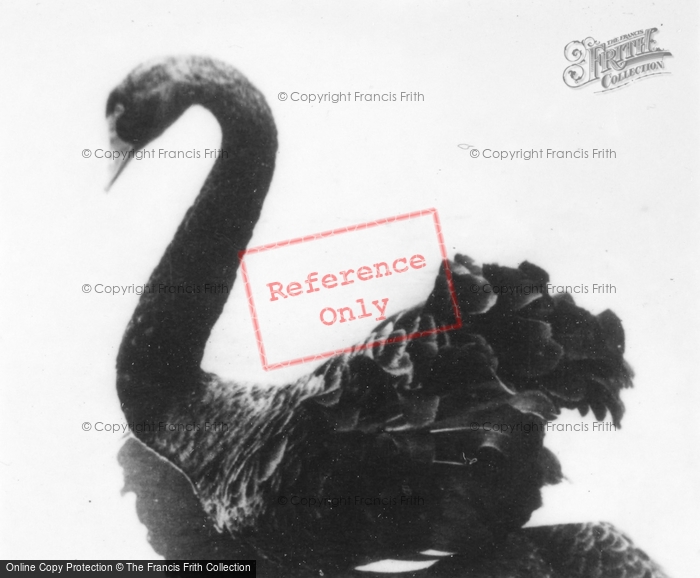 Photo of Southam, Zoo, Black Swan c.1960