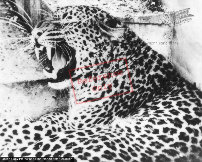 Photo of Southam, Zoo, Leopard c.1960