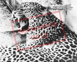 Zoo, Leopard c.1960, Southam