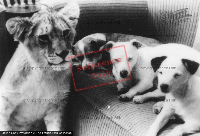 Photo of Southam, Zoo, Lion And Dogs c.1960