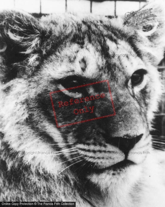 Photo of Southam, Zoo, Lion c.1960
