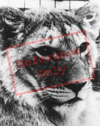Zoo, Lion c.1960, Southam