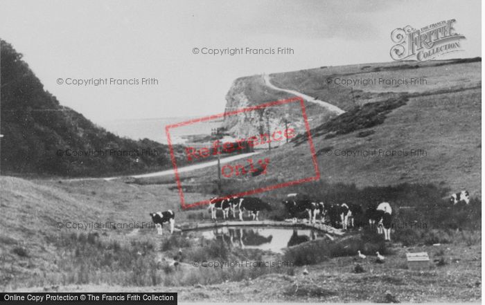 Photo of Southerndown, Cattle At Castle Pond c.1955