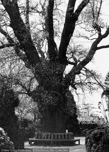 Photo of Southgate, The Minchenden Oak c.1955