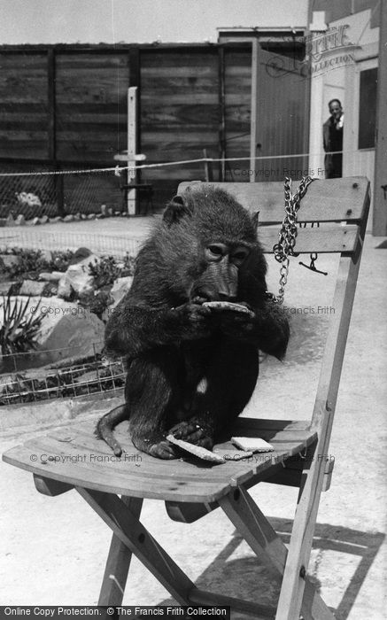 Photo of Southport, Children's Zoo, Jacko c.1955