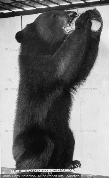 Photo of Southport, Zoo, Himalaya Bear c.1955