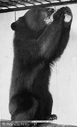 Zoo, Himalaya Bear c.1955, Southport