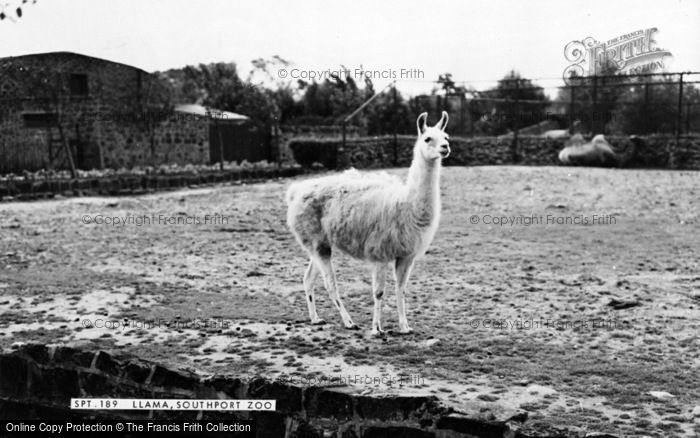 Photo of Southport, Zoo, Llama c.1965