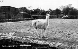 Zoo, Llama c.1965, Southport
