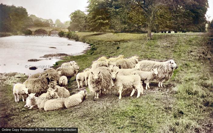 Photo of Sowerby Bridge, Sheep By The River c.1930