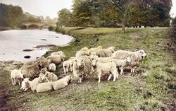 Sheep By The River c.1930, Sowerby Bridge