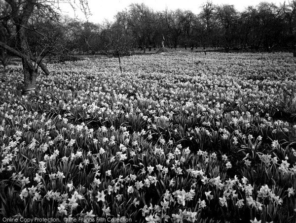 Photo of Spalding, In The Bulb Fields c.1955