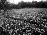 In The Bulb Fields c.1955, Spalding