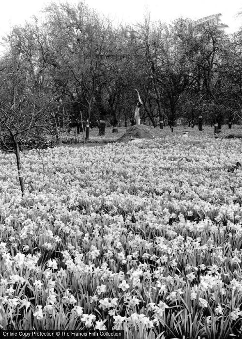 Photo of Spalding, In The Bulb Fields c.1955