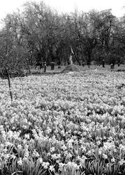 In The Bulb Fields c.1955, Spalding