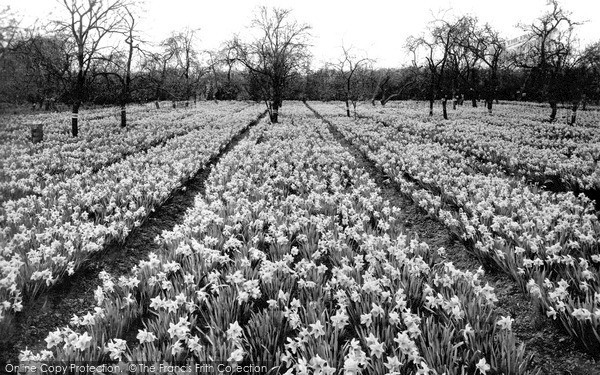 Photo of Spalding, In The Bulb Fields c.1955