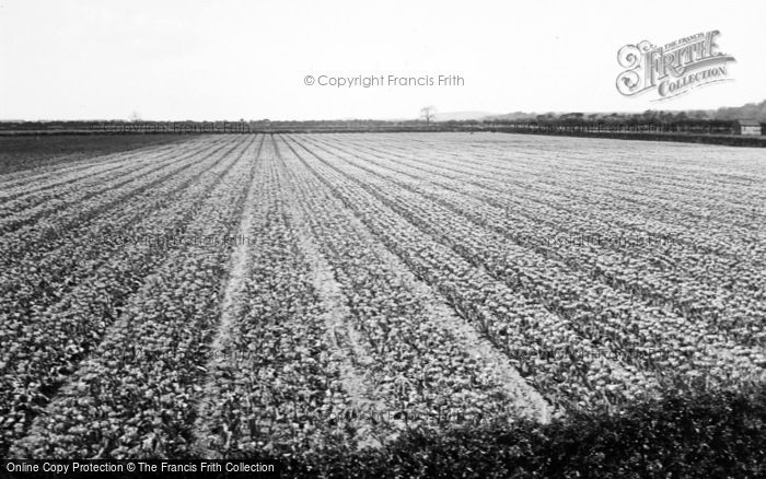 Photo of Spalding, The Bulb Fields c.1935