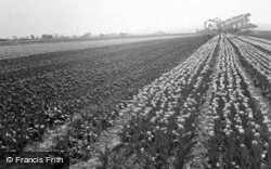 The Bulb Fields c.1935, Spalding