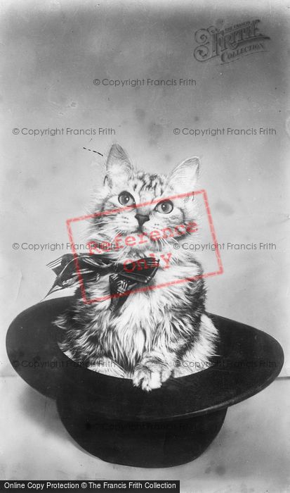 Photo of A Cat In A Hat c.1930