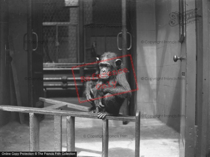 Photo of A Chimpanzee c.1890