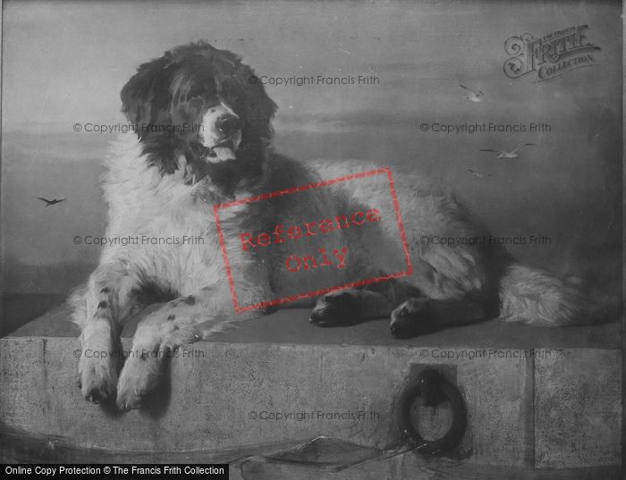 Photo of A Distinguished Member Of The Humane Society 1894