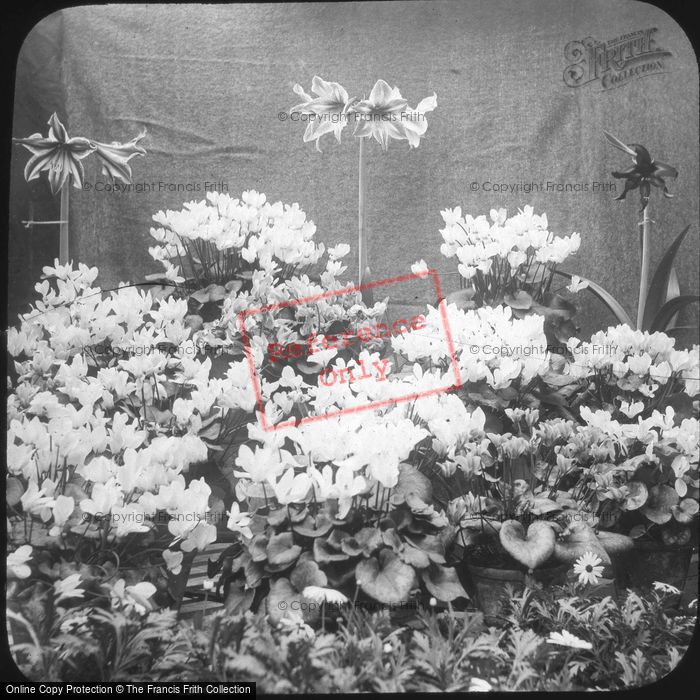 Photo of A Flower Display c.1880