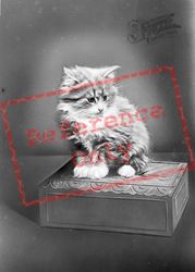 A Kitten c.1920, Generic