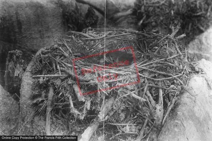 Photo of A Nest c.1880