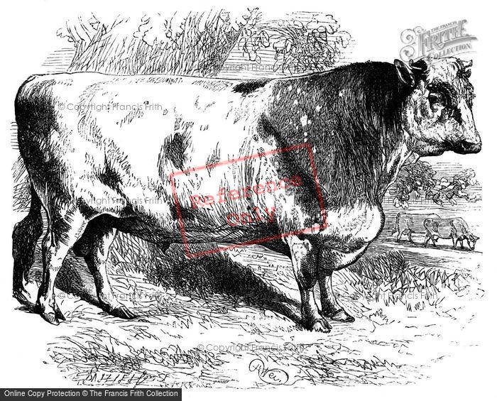 Photo of A Shorthorn Bull