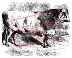 A Shorthorn Bull, Generic