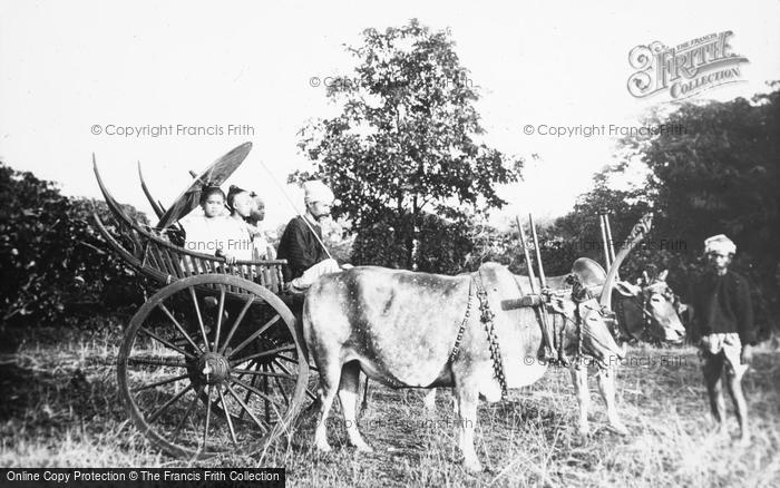 Photo of An Ox Cart c.1880