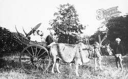 An Ox Cart c.1880, Generic