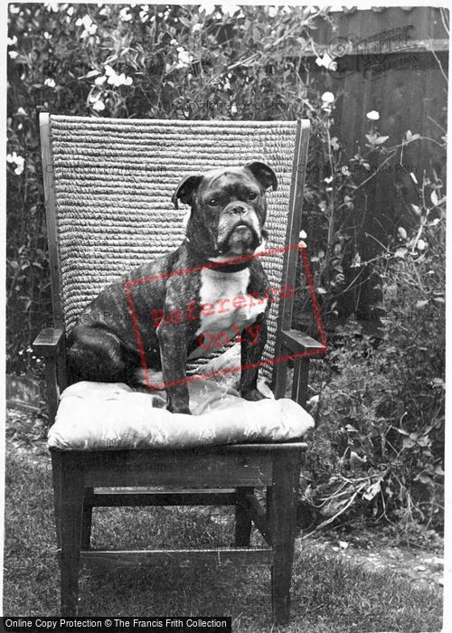 Photo of Billy The Dog c.1910
