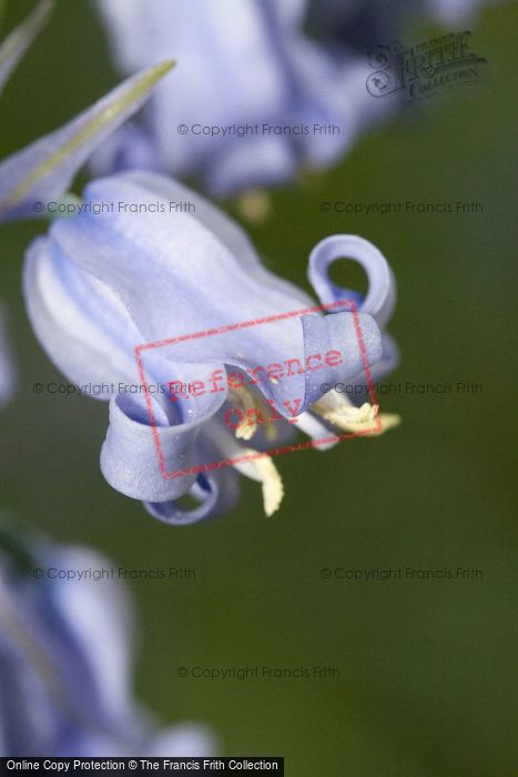 Photo of Bluebell Flower