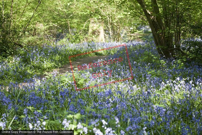 Photo of Bluebell Wood