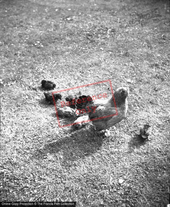 Photo of Chicken And Chicks