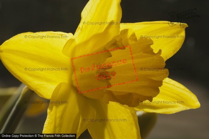 Photo of Daffodil
