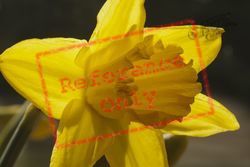 Daffodil, Generic